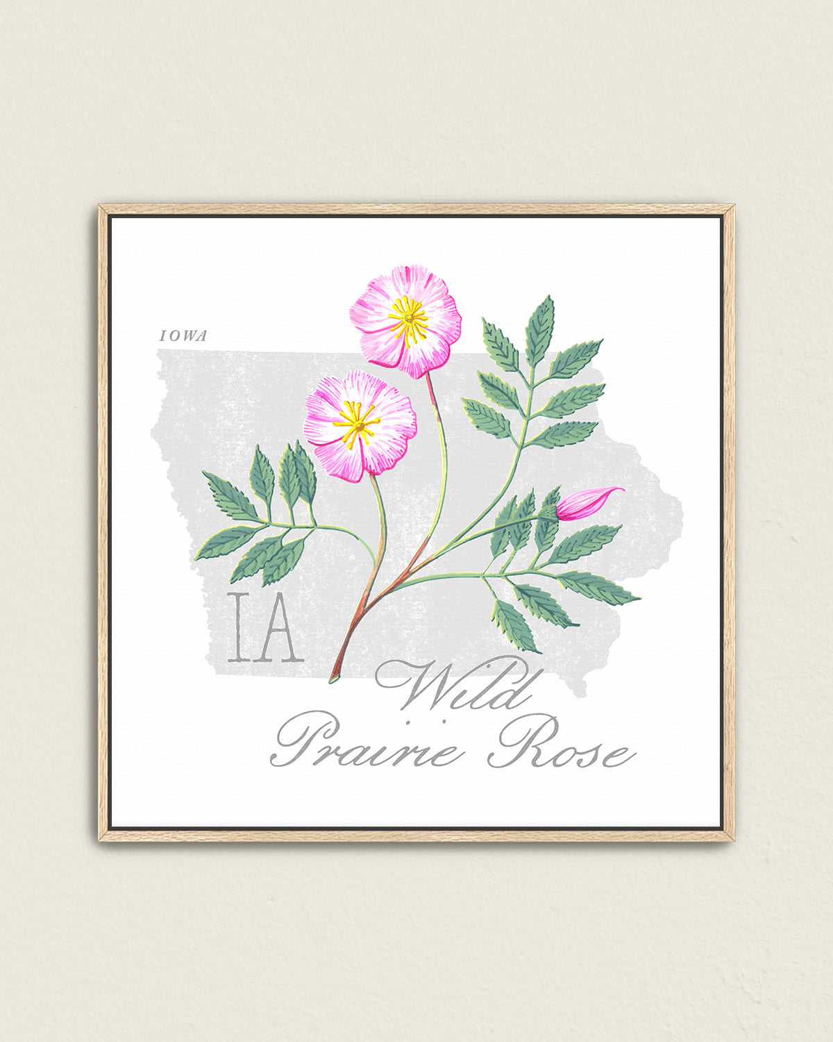 Iowa (Wild Prairie Rose) state flower fine art print, classic botanical style on white background. Oak frame available.