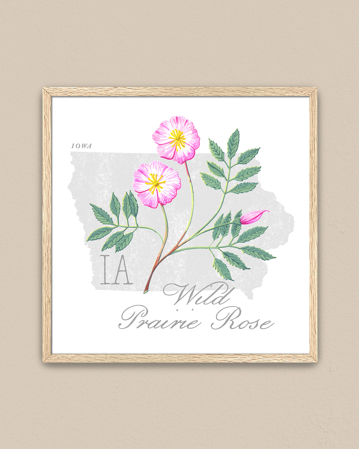 Iowa (Wild Prairie Rose) state flower fine art print, classic botanical style on white background. Oak frame available.
