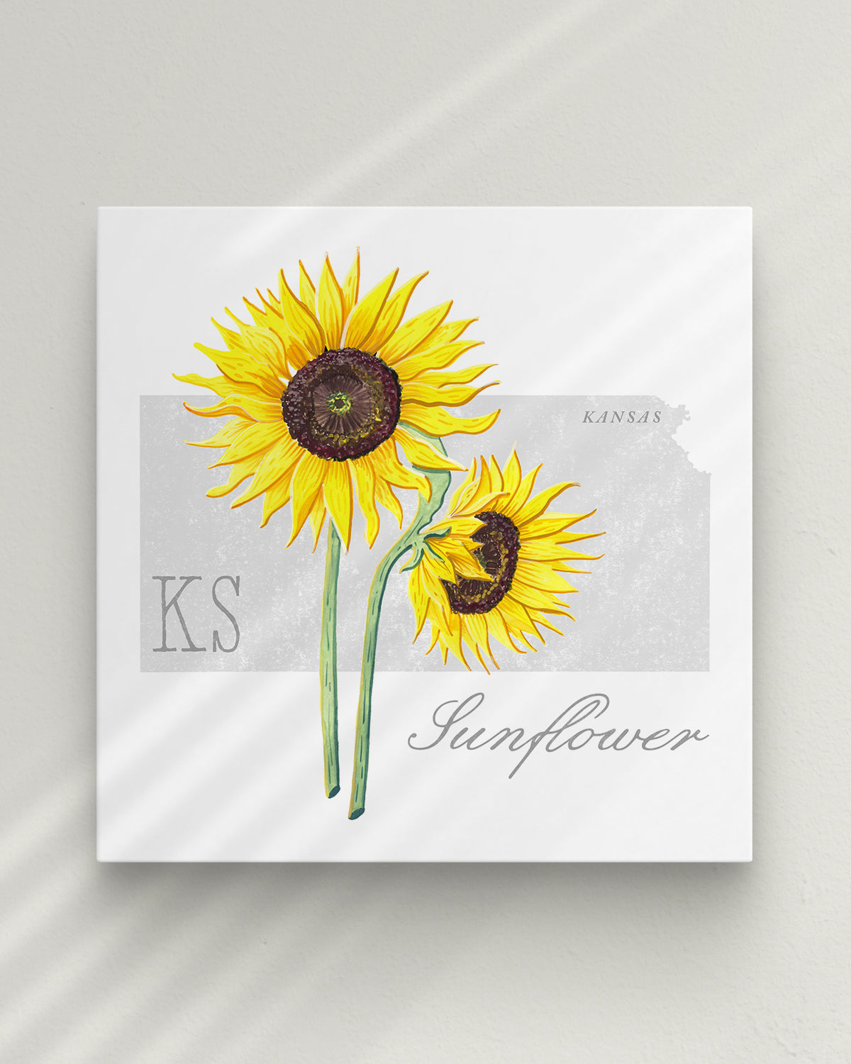 Kansas (Sunflower) state flower fine art print, classic botanical style on white background. Oak frame available.