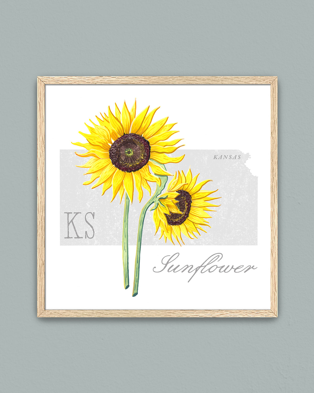 Kansas (Sunflower) state flower fine art print, classic botanical style on white background. Oak frame available.