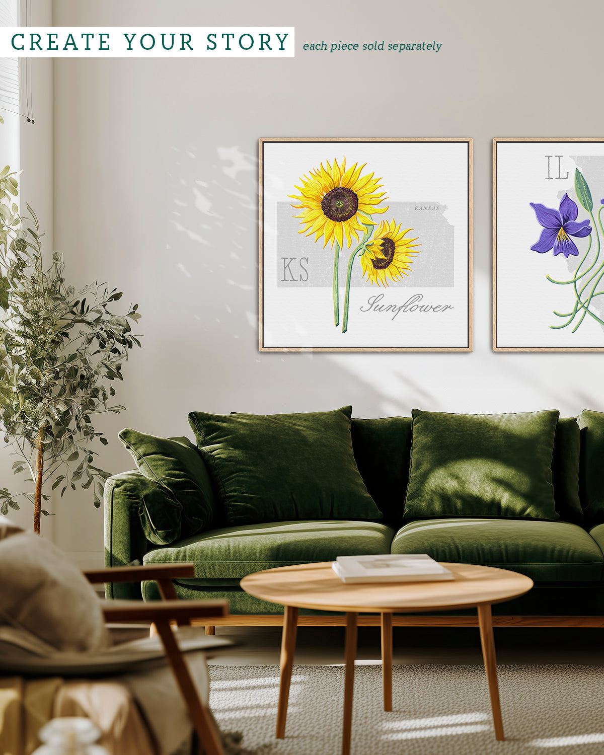 Kansas (Sunflower) state flower fine art print, classic botanical style on white background. Oak frame available.