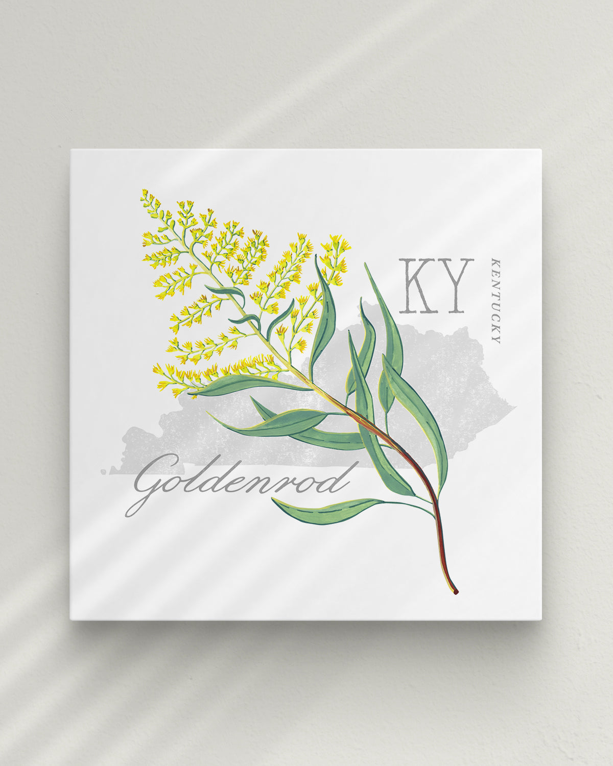 Kentucky (Goldenrod) state flower fine art print, classic botanical style on white background. Oak frame available.