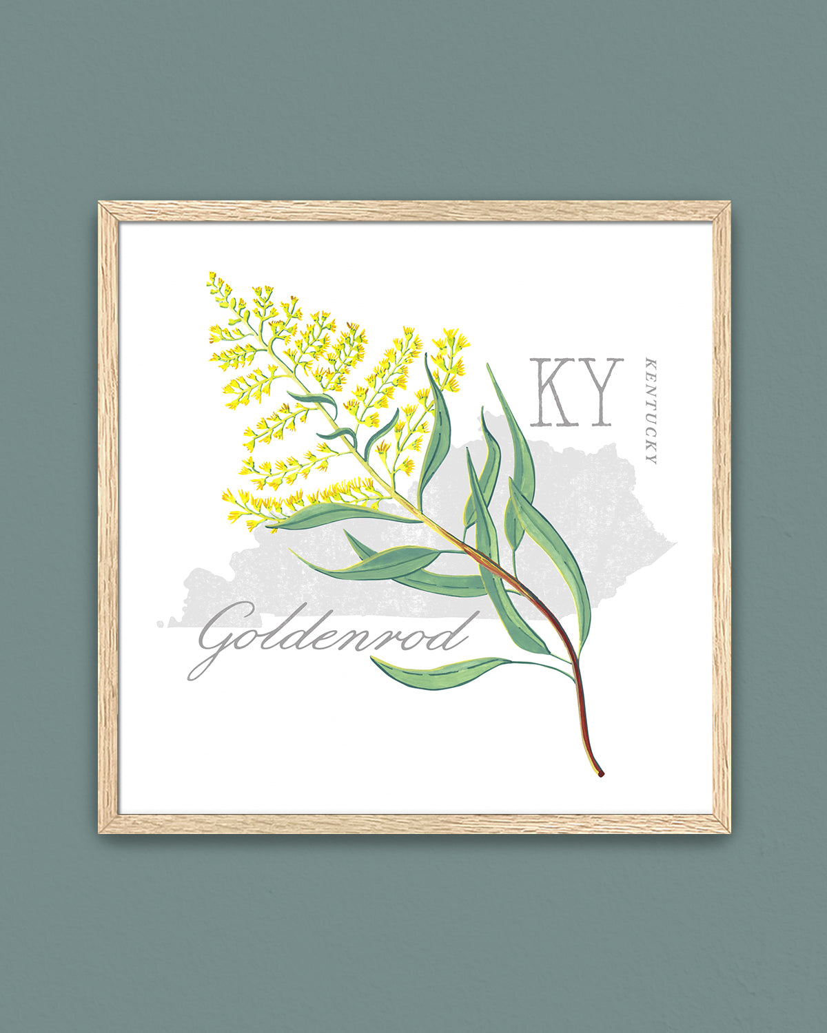 Kentucky (Goldenrod) state flower fine art print, classic botanical style on white background. Oak frame available.