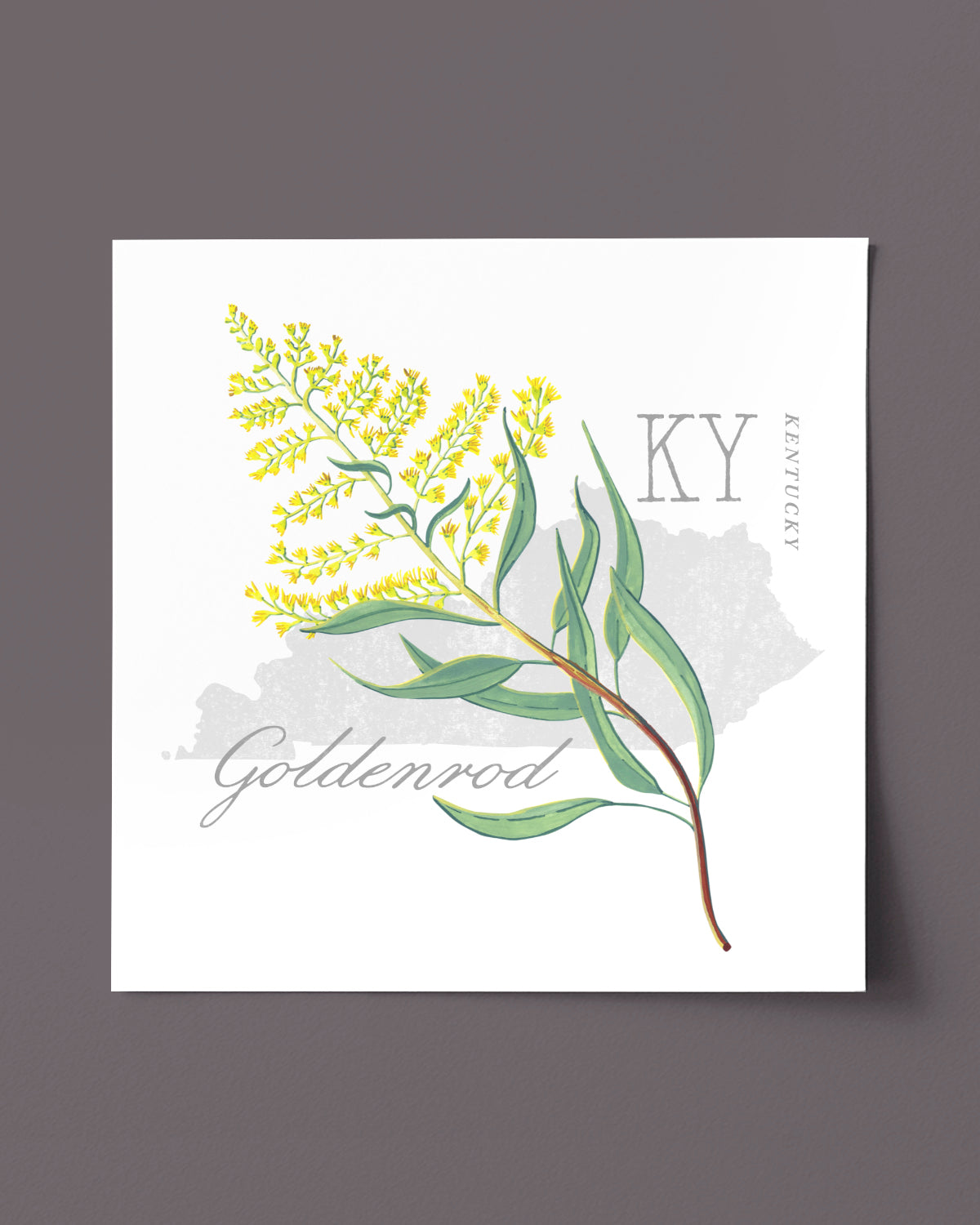 Kentucky (Goldenrod) state flower fine art print, classic botanical style on white background. Oak frame available.