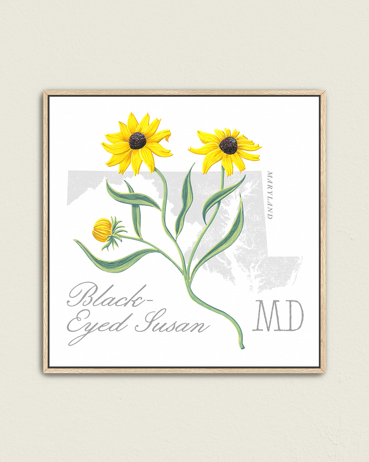 Maryland (Black-Eyed-Susan) state flower fine art print, classic botanical style on white background. Oak frame available.