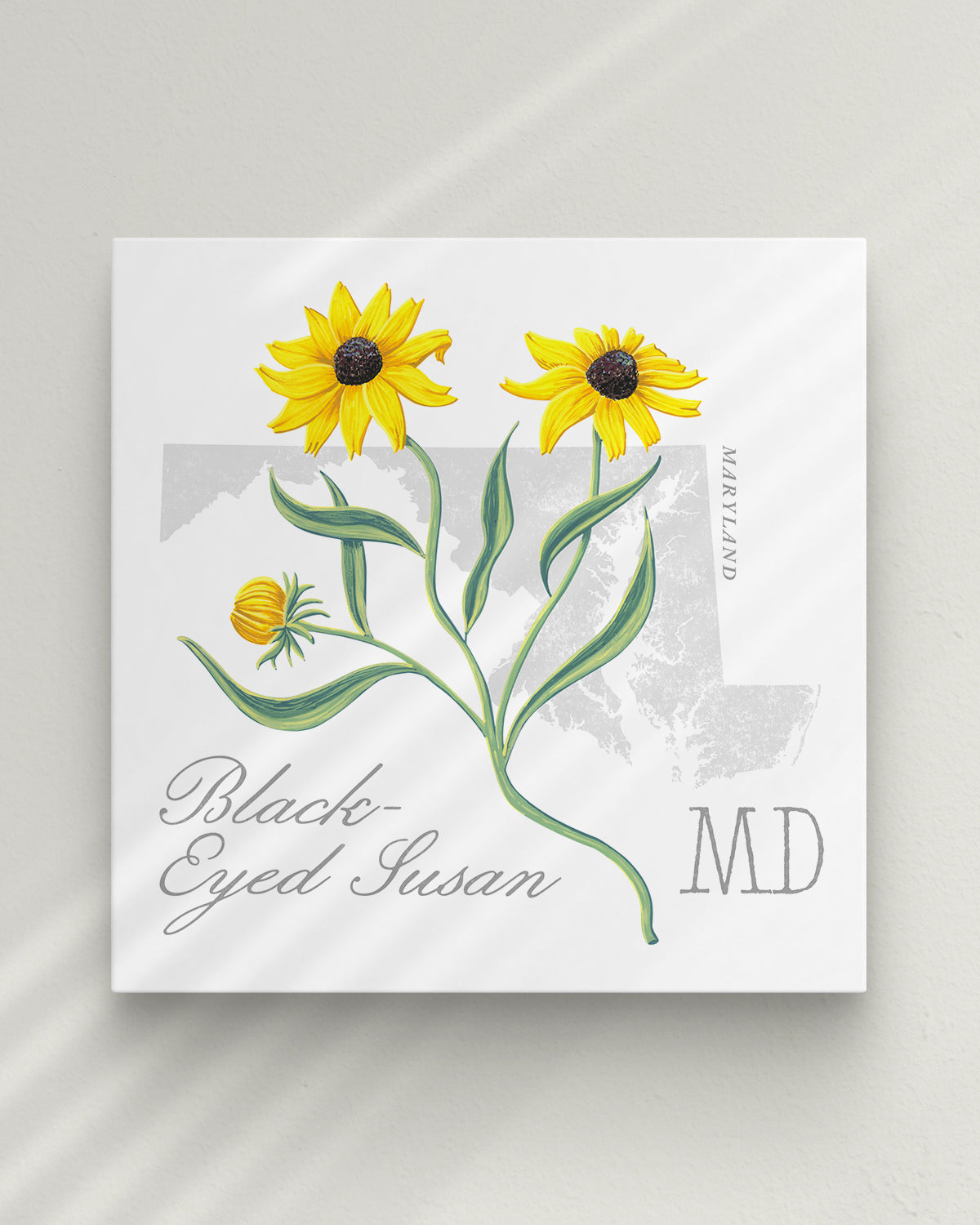 Maryland (Black-Eyed-Susan) state flower fine art print, classic botanical style on white background. Oak frame available.