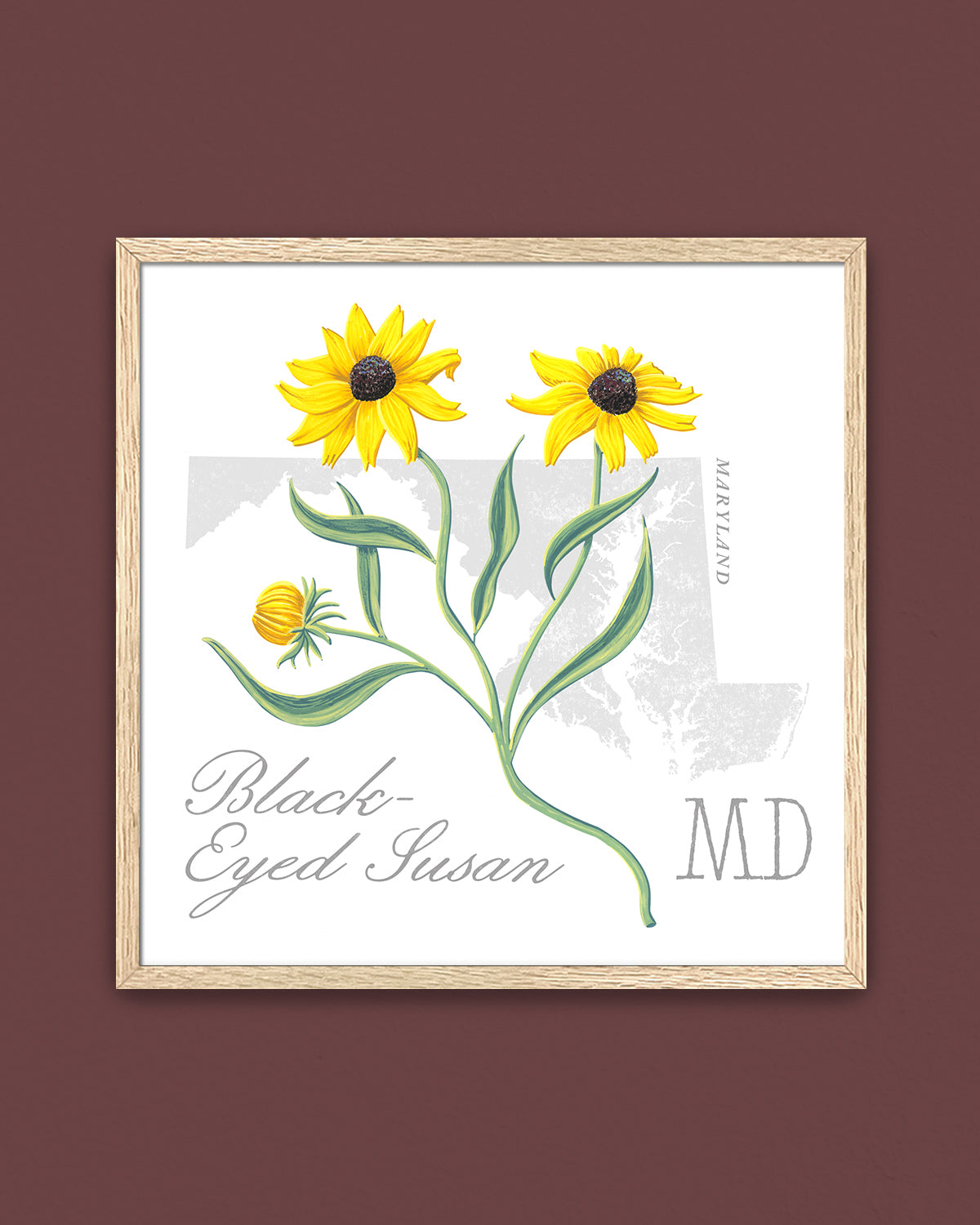 Maryland (Black-Eyed-Susan) state flower fine art print, classic botanical style on white background. Oak frame available.