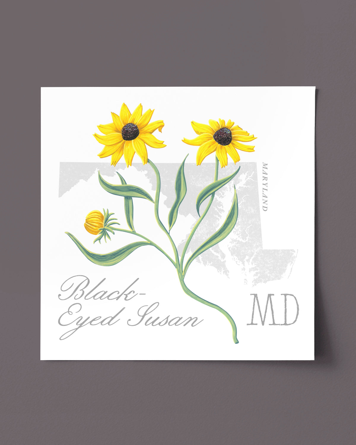 Maryland (Black-Eyed-Susan) state flower fine art print, classic botanical style on white background. Oak frame available.