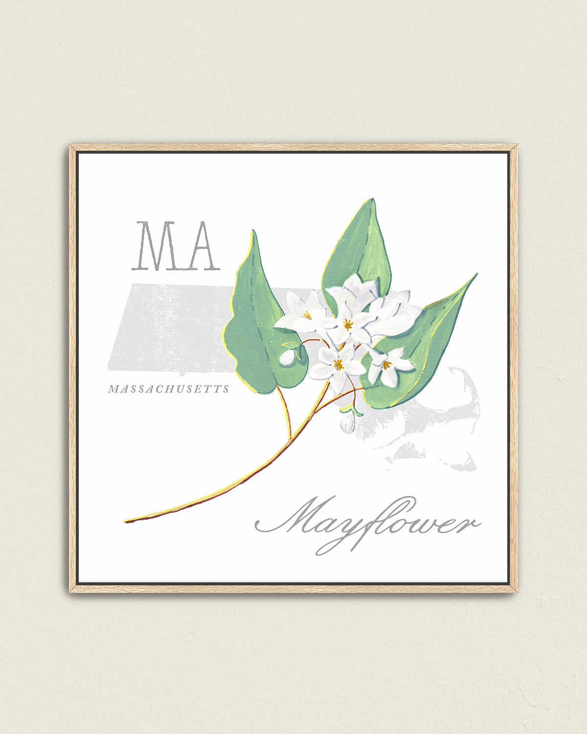 Massachusetts (Mayflower) state flower fine art print, classic botanical style on white background. Oak frame available.