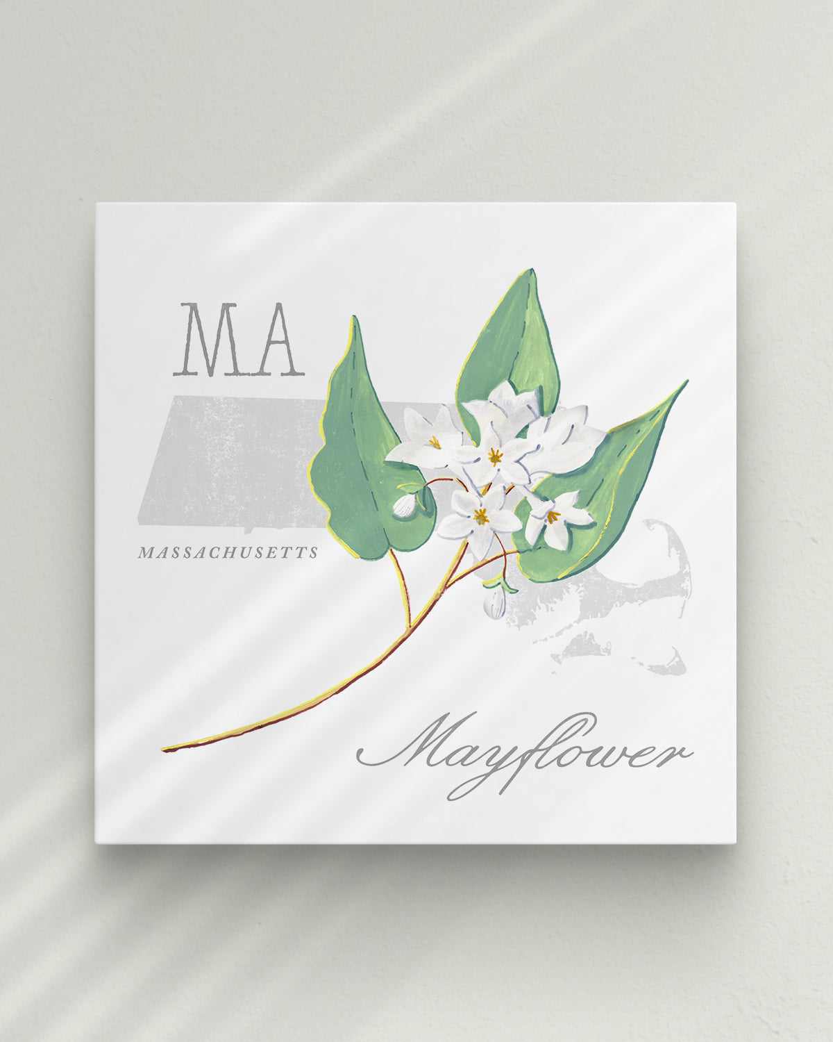 Massachusetts (Mayflower) state flower fine art print, classic botanical style on white background. Oak frame available.