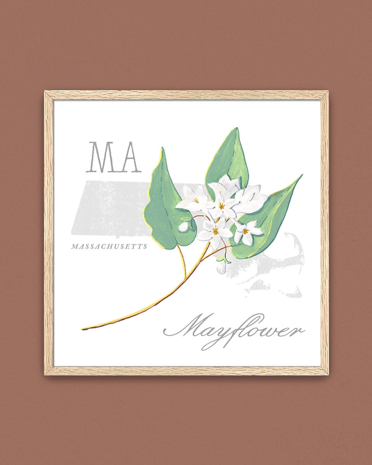 Massachusetts (Mayflower) state flower fine art print, classic botanical style on white background. Oak frame available.