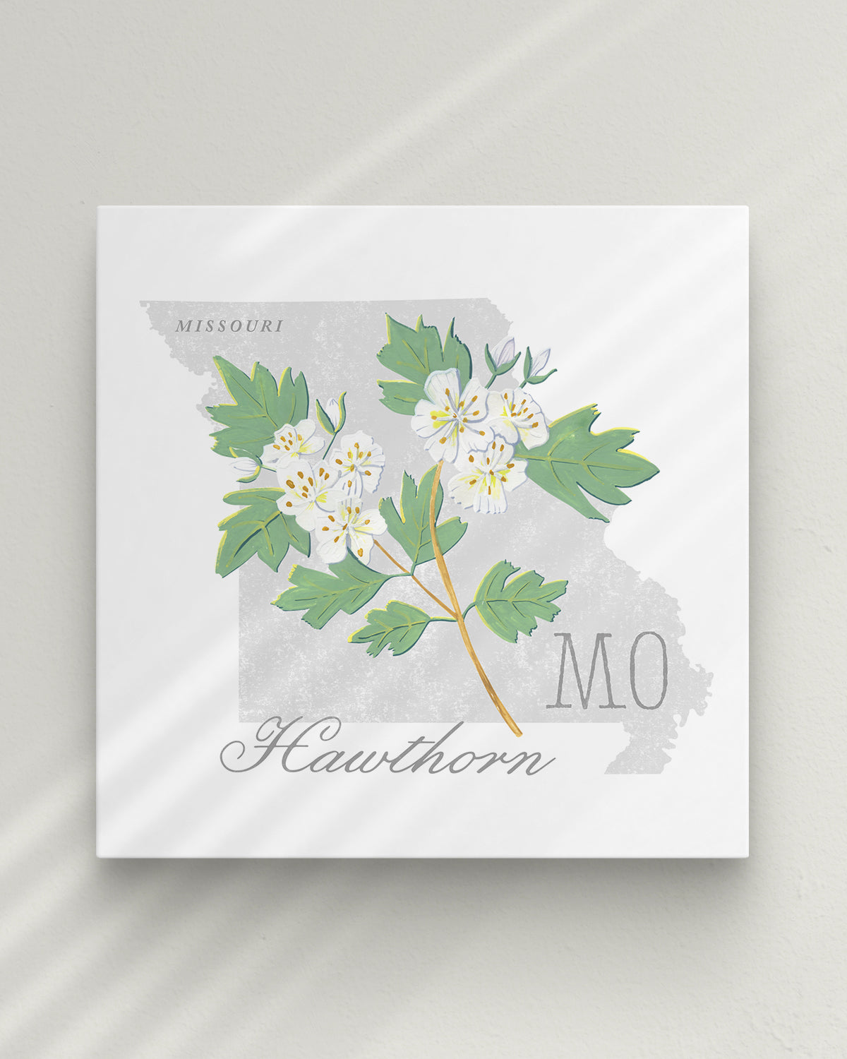 Missouri (Hawthorn) state flower fine art print, classic botanical style on white background. Oak frame available.