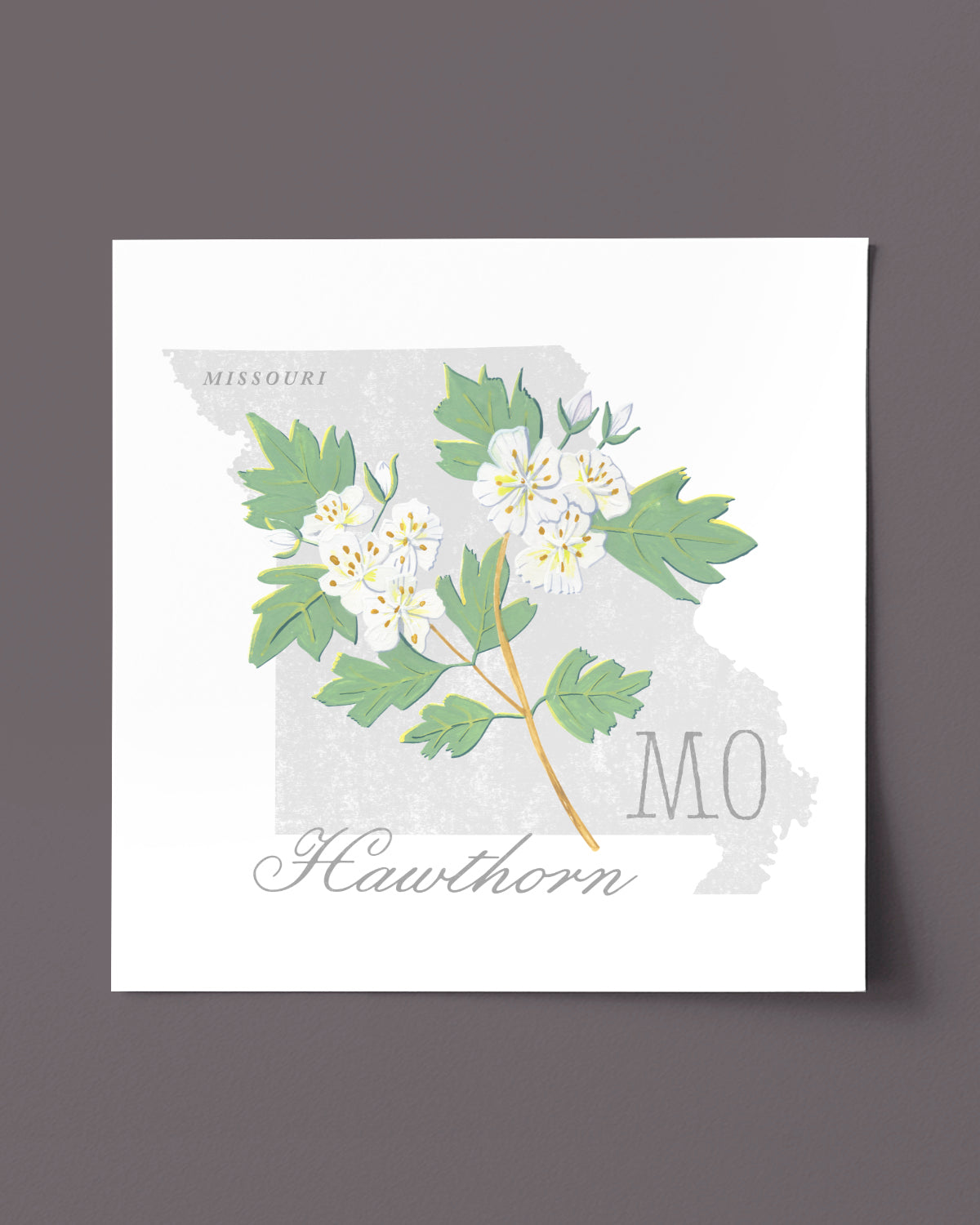 Missouri (Hawthorn) state flower fine art print, classic botanical style on white background. Oak frame available.