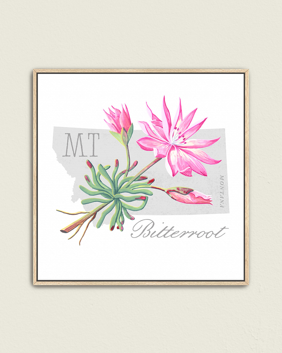 Montana (Bitterroot) state flower fine art print, classic botanical style on white background. Oak frame available.