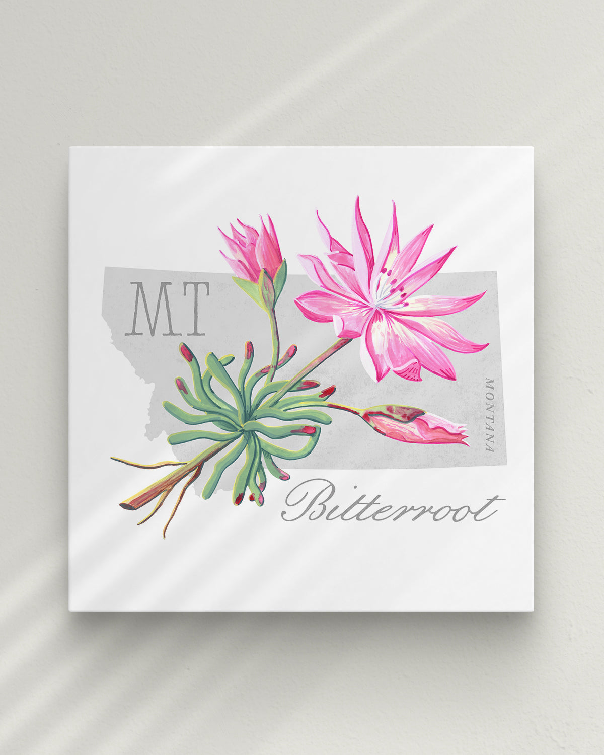 Montana (Bitterroot) state flower fine art print, classic botanical style on white background. Oak frame available.
