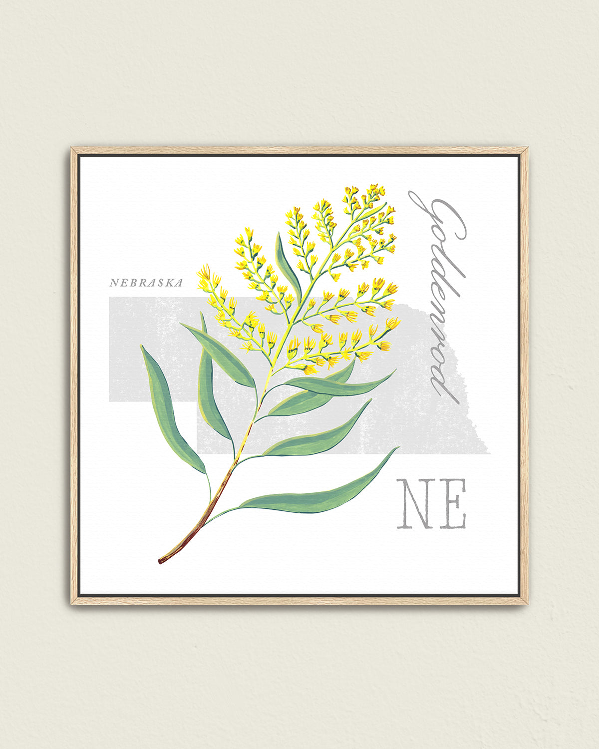 Nebraska (Goldenrod) state flower fine art print, classic botanical style on white background. Oak frame available.