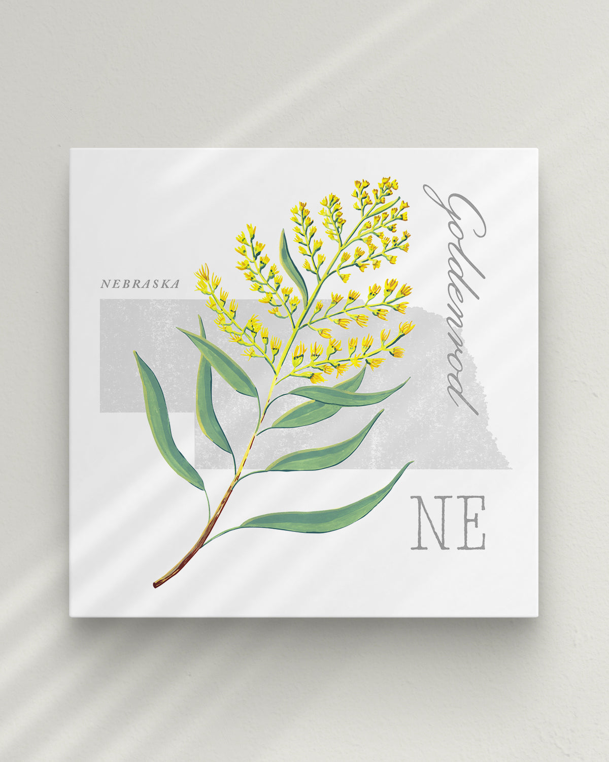 Nebraska (Goldenrod) state flower fine art print, classic botanical style on white background. Oak frame available.
