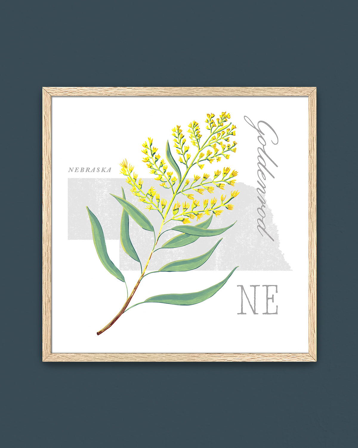 Nebraska (Goldenrod) state flower fine art print, classic botanical style on white background. Oak frame available.