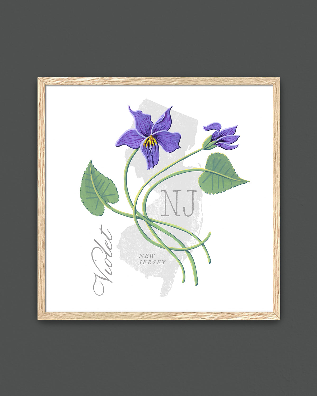 New Jersey (Violet) state flower fine art print, classic botanical style on white background. Oak frame available.