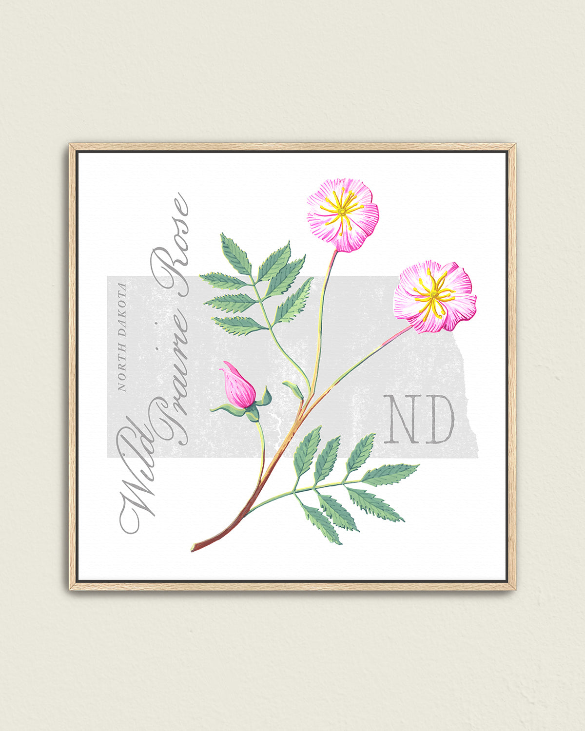 North Dakota (Wild Prairie Rose) state flower fine art print, classic botanical style on white background. Oak frame available.