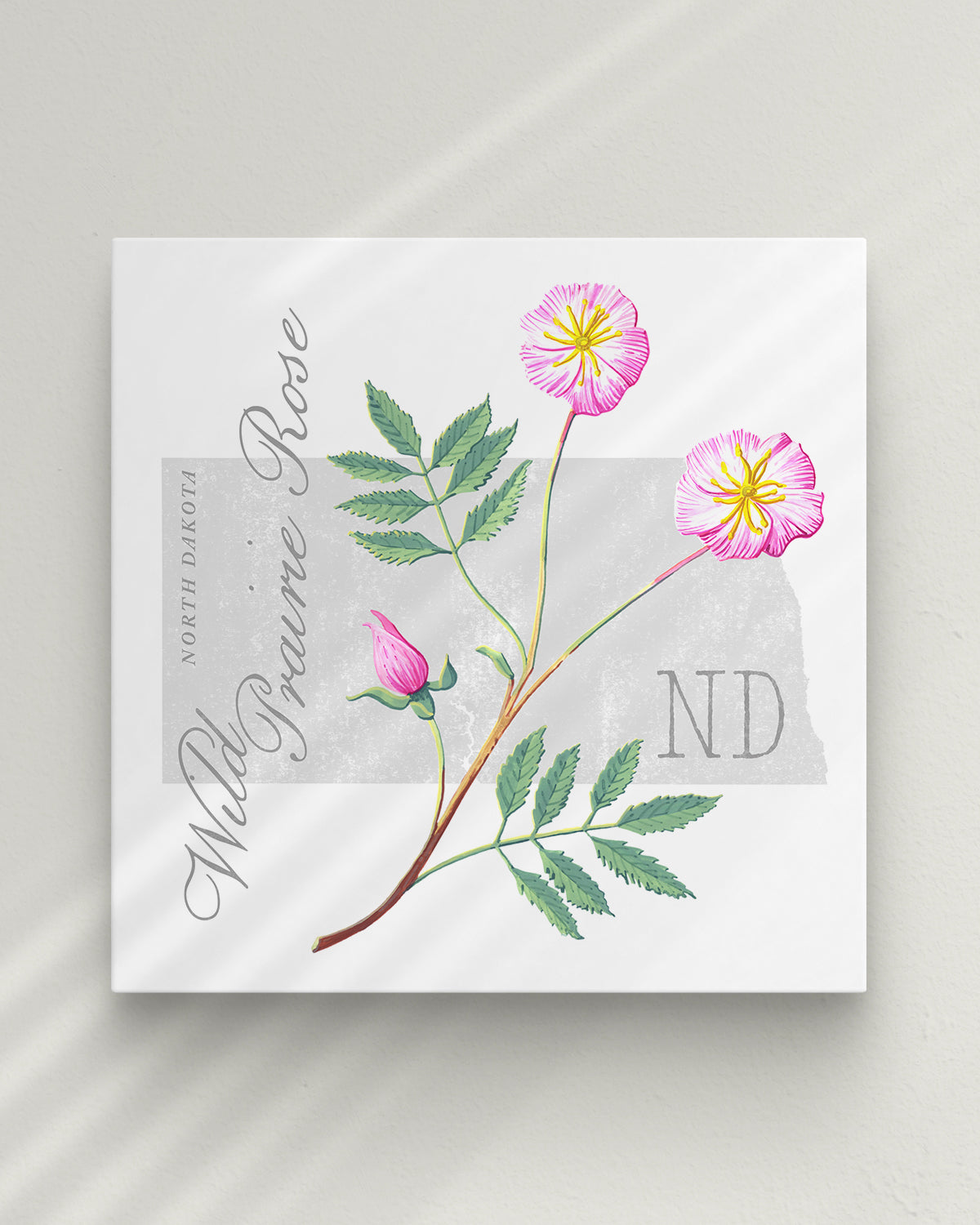 North Dakota (Wild Prairie Rose) state flower fine art print, classic botanical style on white background. Oak frame available.