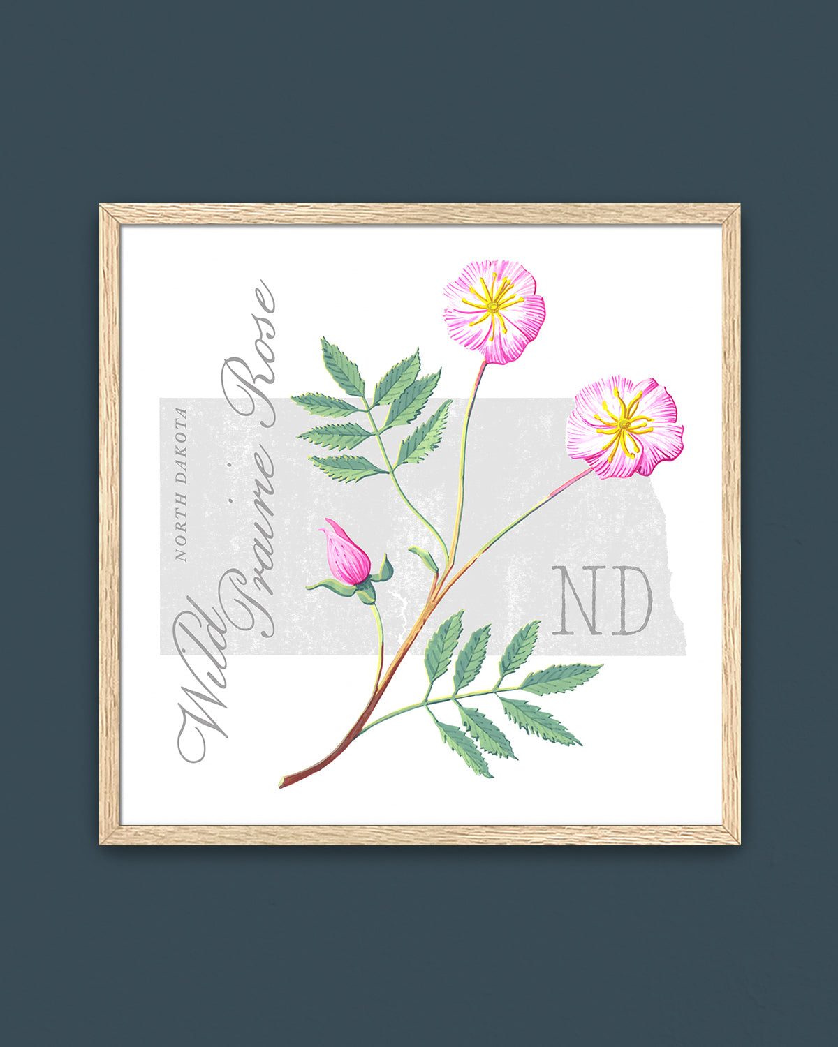 North Dakota (Wild Prairie Rose) state flower fine art print, classic botanical style on white background. Oak frame available.