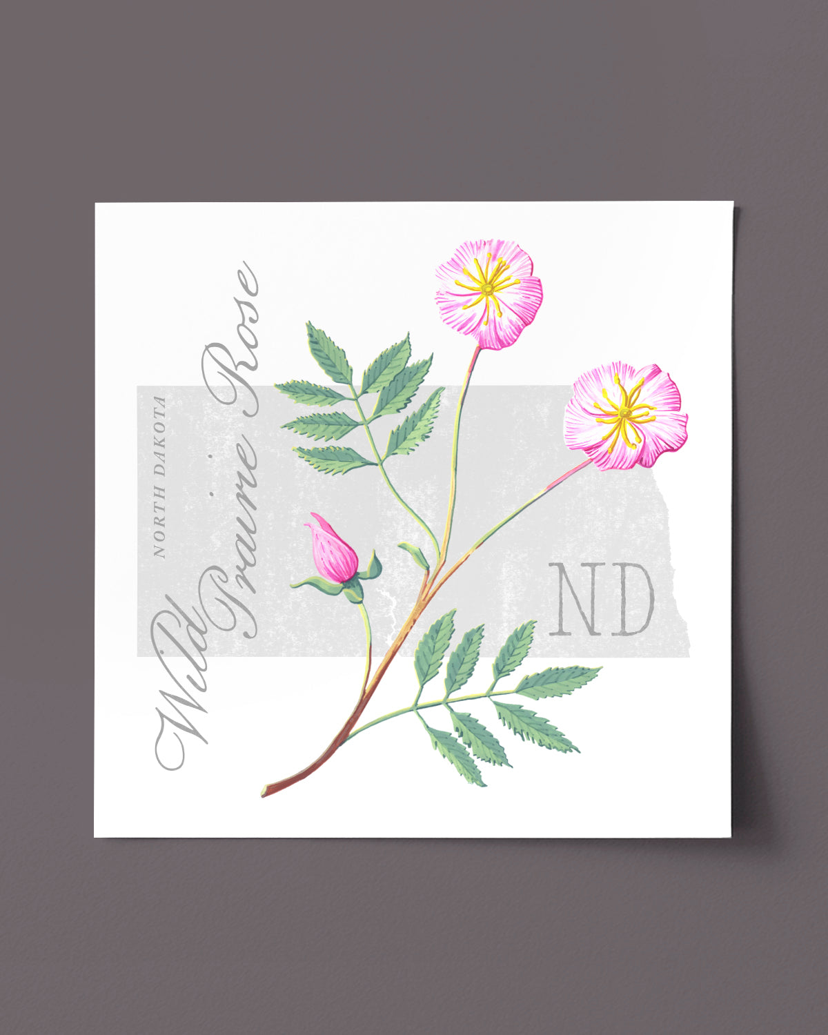 North Dakota (Wild Prairie Rose) state flower fine art print, classic botanical style on white background. Oak frame available.