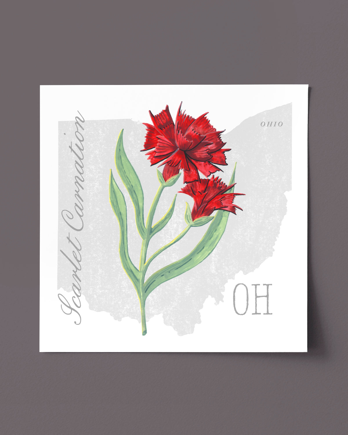 Ohio (Scarlet Carnation) state flower fine art print, classic botanical style on white background. Oak frame available.