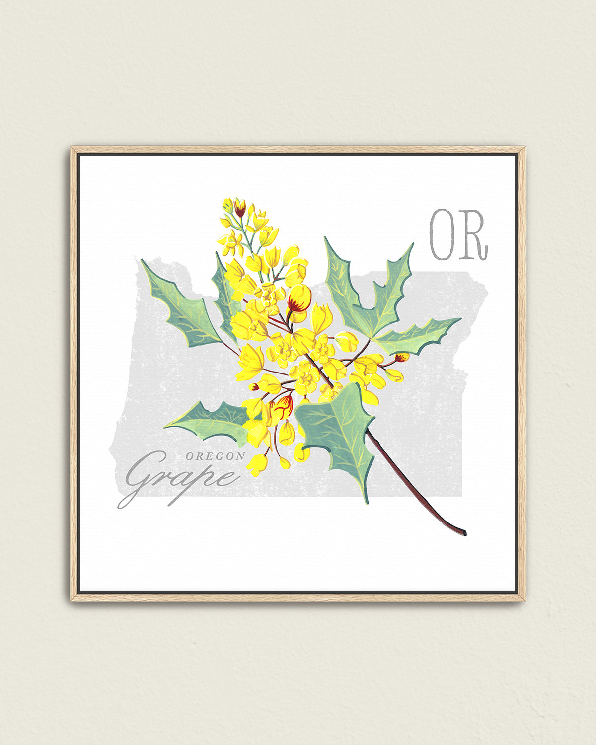 Oregon (Oregon Grape) state flower fine art print, classic botanical style on white background. Oak frame available.