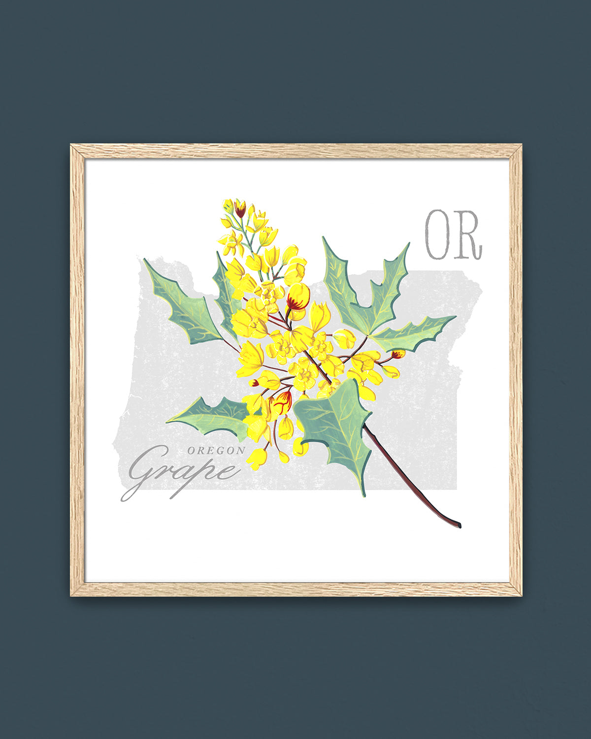 Oregon (Oregon Grape) state flower fine art print, classic botanical style on white background. Oak frame available.