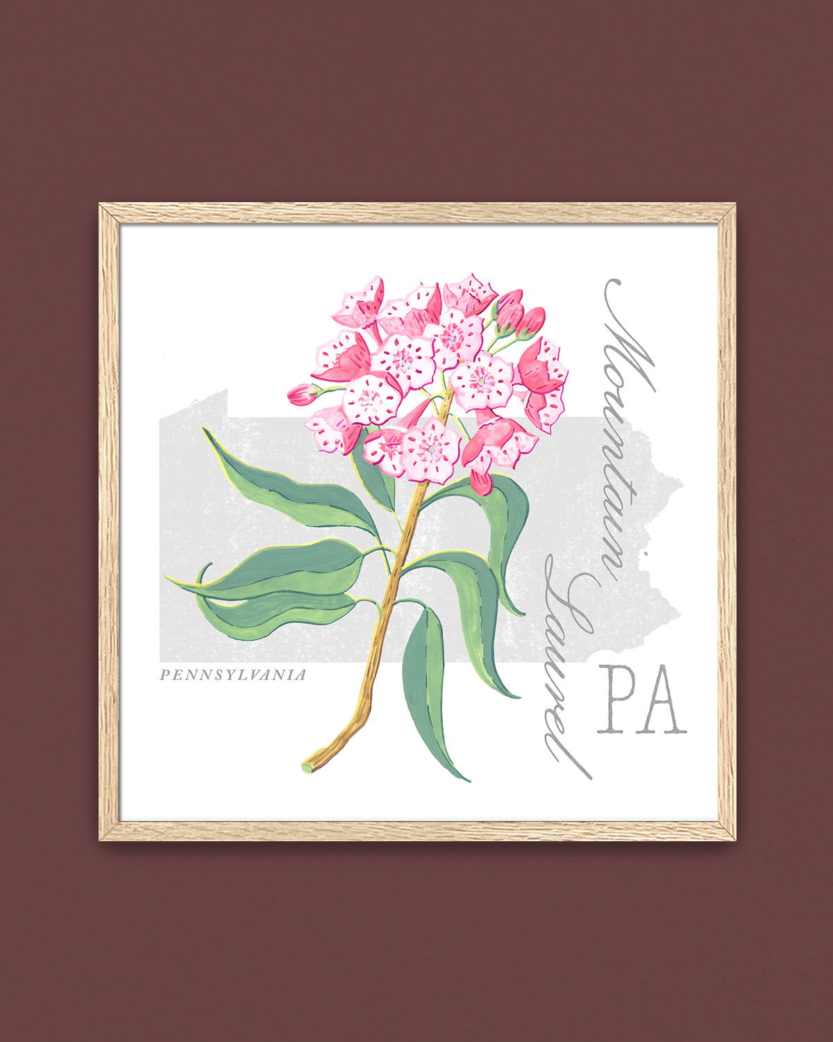 Pennsylvania (Mountain Laurel) state flower fine art print, classic botanical style on white background. Oak frame available.