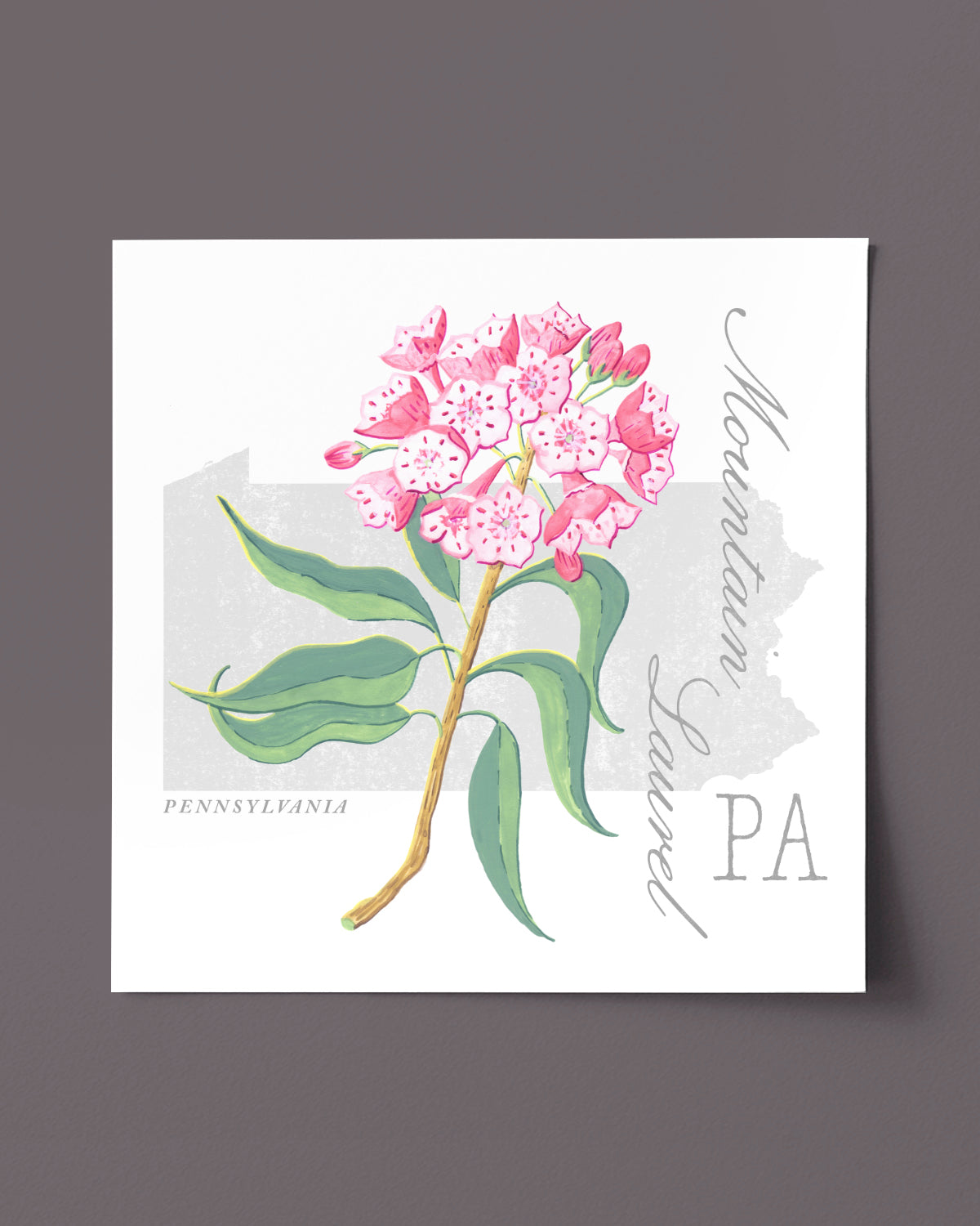Pennsylvania (Mountain Laurel) state flower fine art print, classic botanical style on white background. Oak frame available.