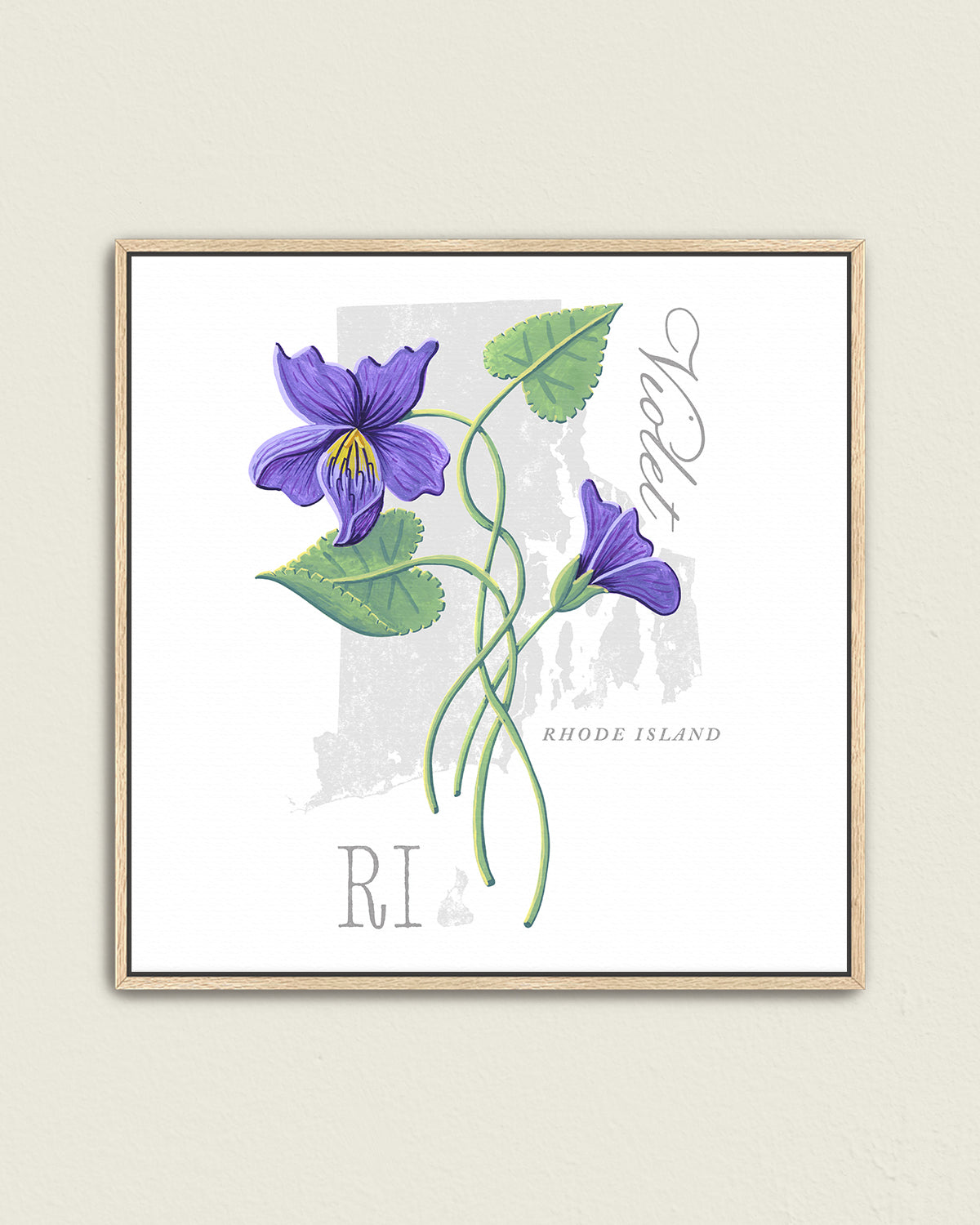 Rhode Island (Violet) state flower fine art print, classic botanical style on white background. Oak frame available.