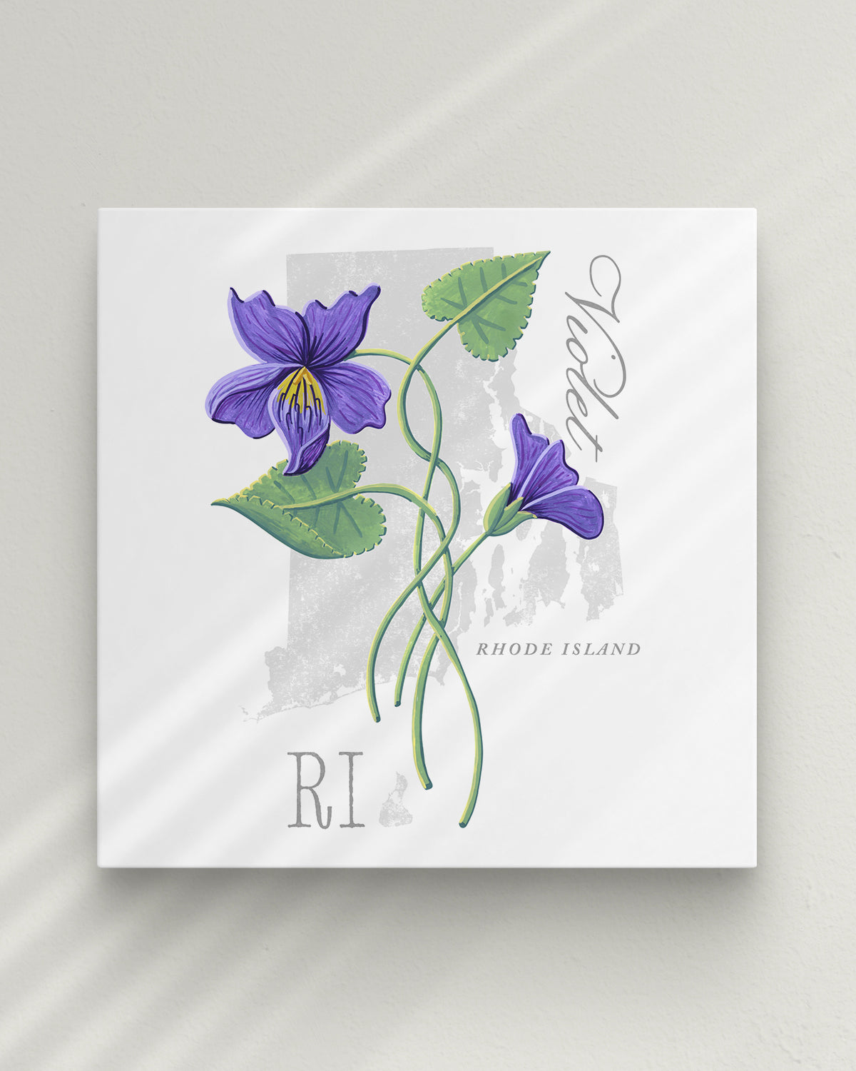 Rhode Island (Violet) state flower fine art print, classic botanical style on white background. Oak frame available.