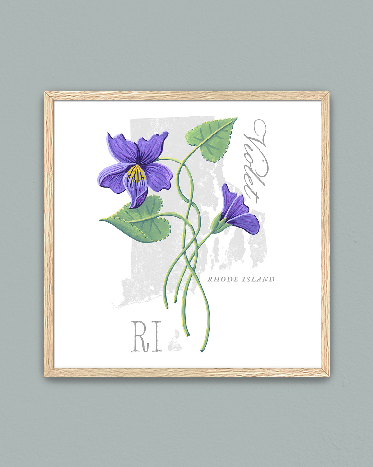 Rhode Island (Violet) state flower fine art print, classic botanical style on white background. Oak frame available.