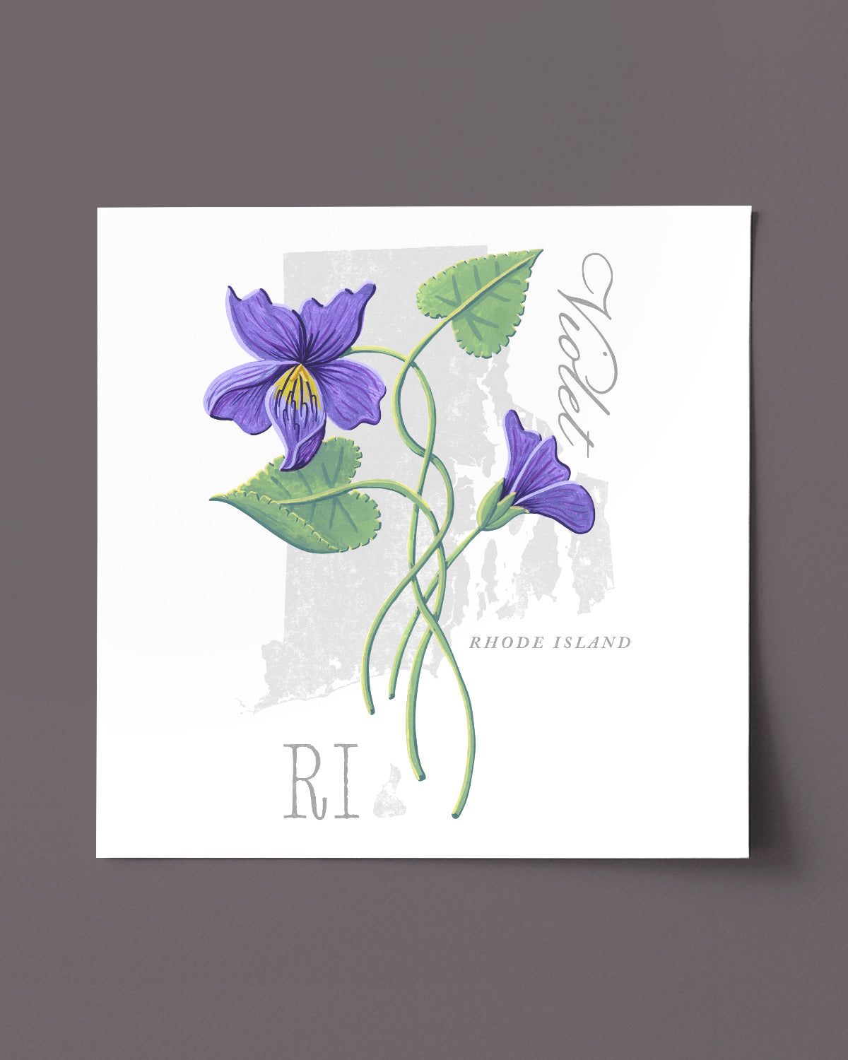 Rhode Island (Violet) state flower fine art print, classic botanical style on white background. Oak frame available.