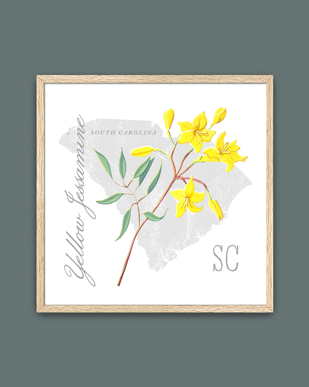 South Carolina (Yellow Jessamine) state flower fine art print, classic botanical style on white background. Oak frame available.