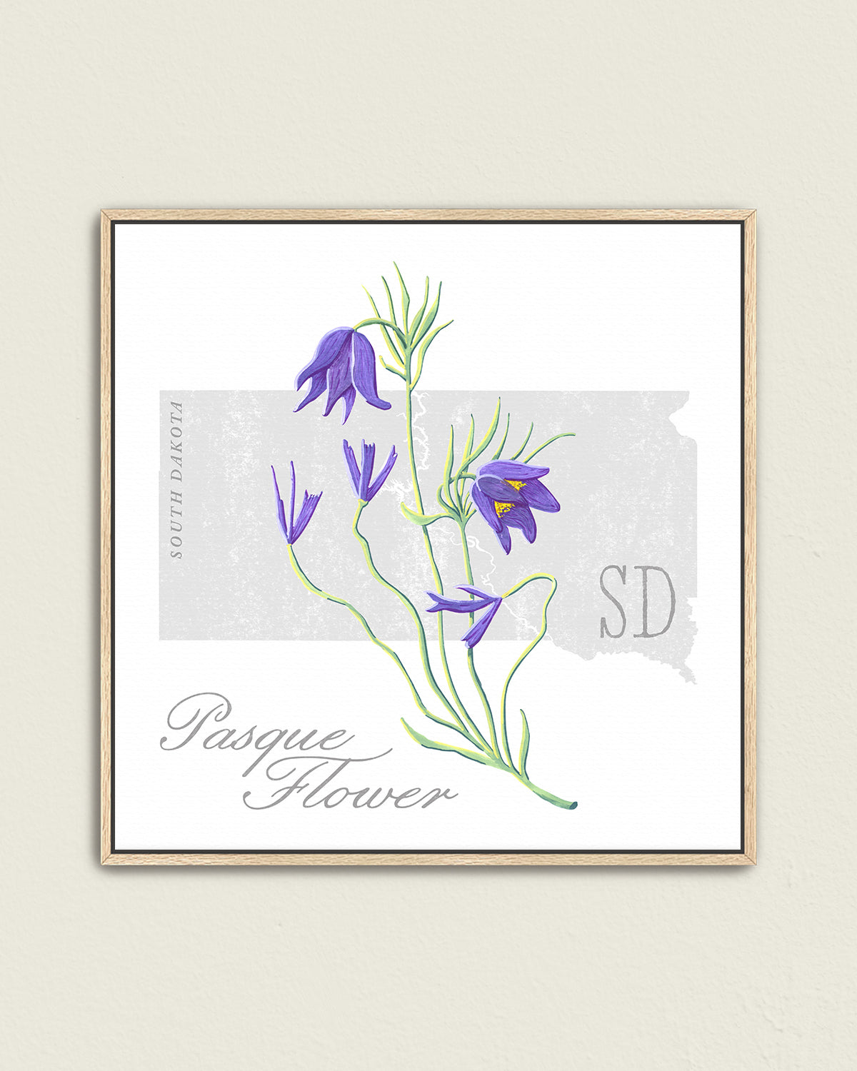 South Dakota (Pasque Flower) state flower fine art print, classic botanical style on white background. Oak frame available.
