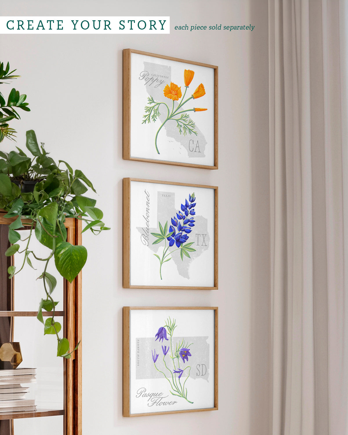 South Dakota (Pasque Flower) state flower fine art print, classic botanical style on white background. Oak frame available.