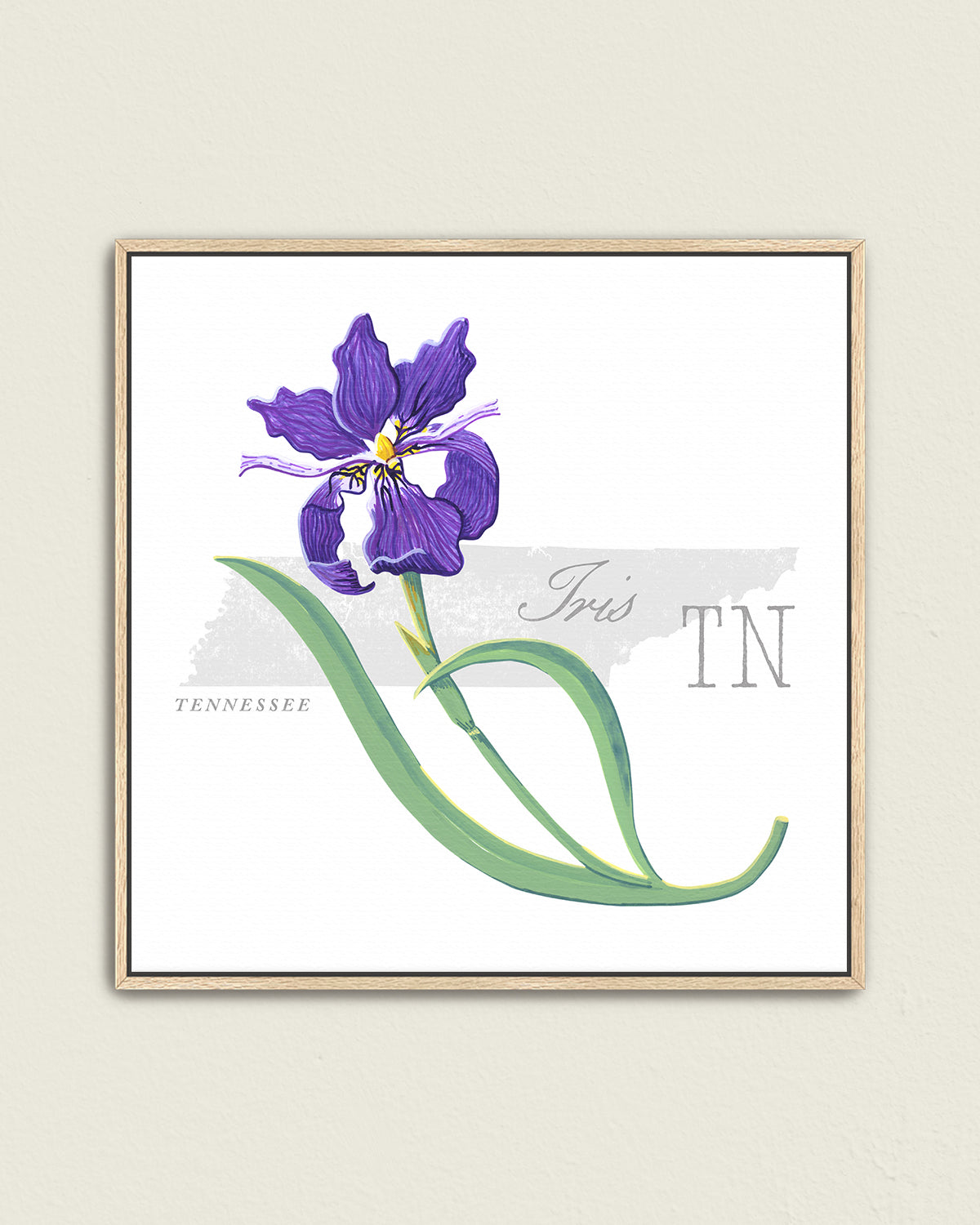 Tennessee (Iris) state flower fine art print, classic botanical style on white background. Oak frame available.