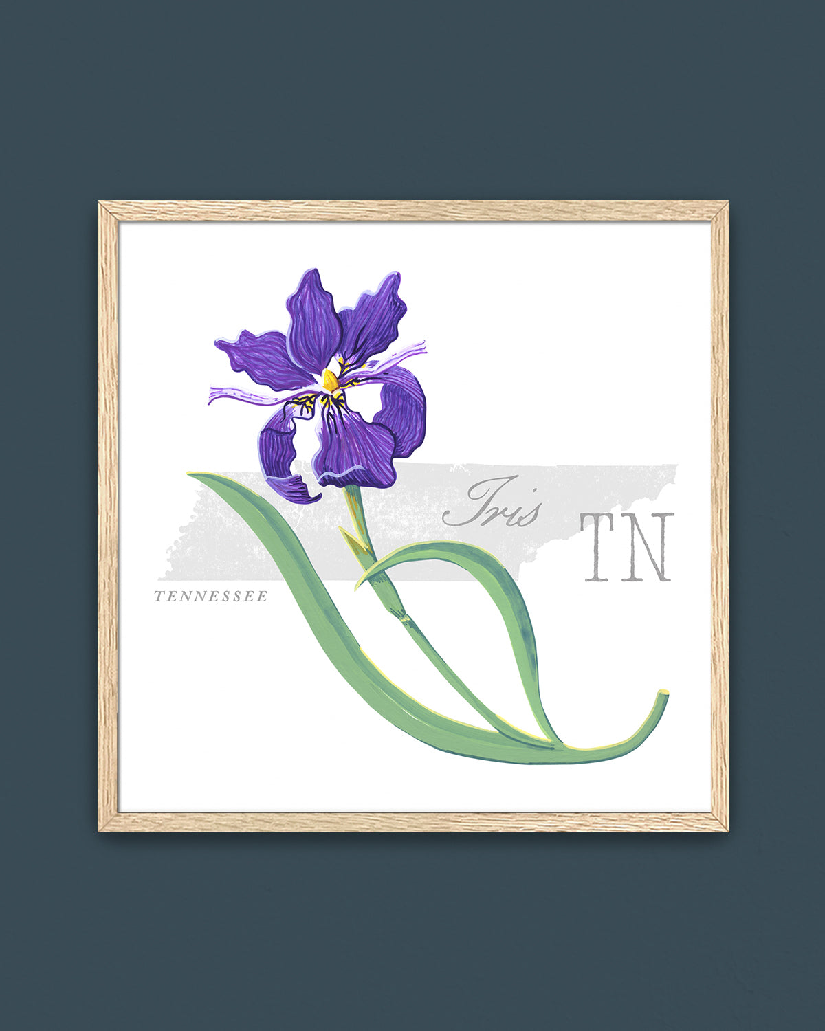 Tennessee (Iris) state flower fine art print, classic botanical style on white background. Oak frame available.