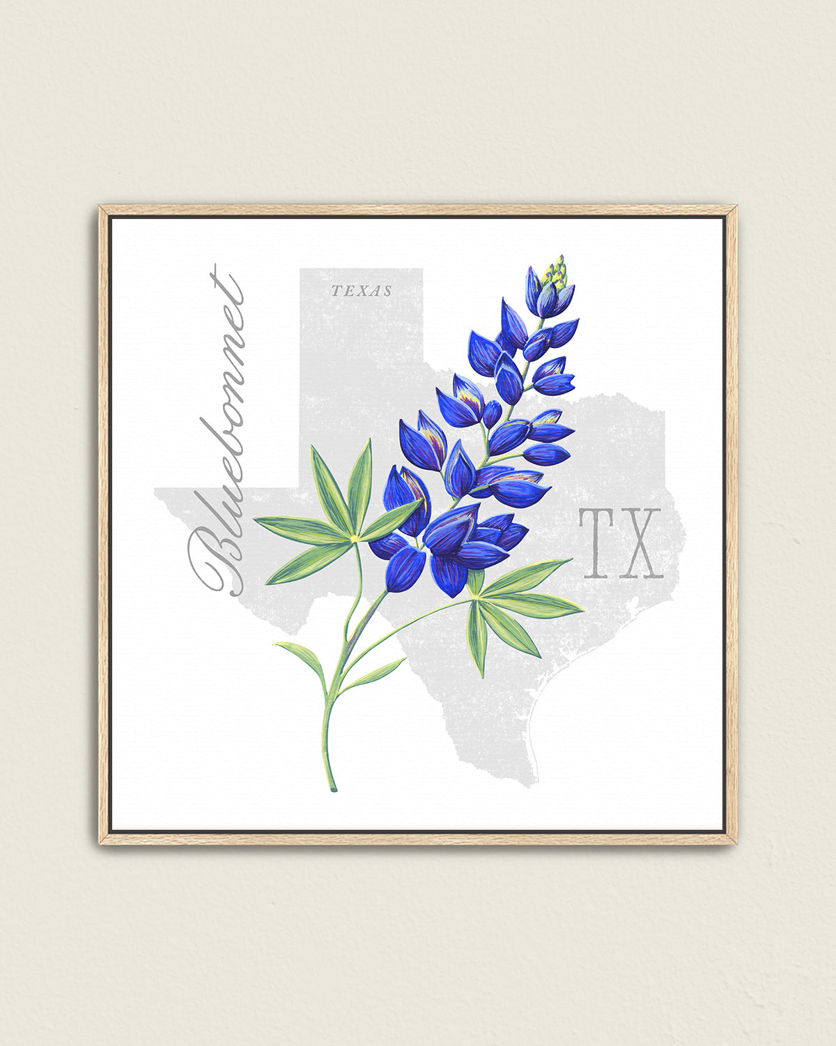Texas (Bluebonnet) state flower fine art print, classic botanical style on white background. Oak frame available.