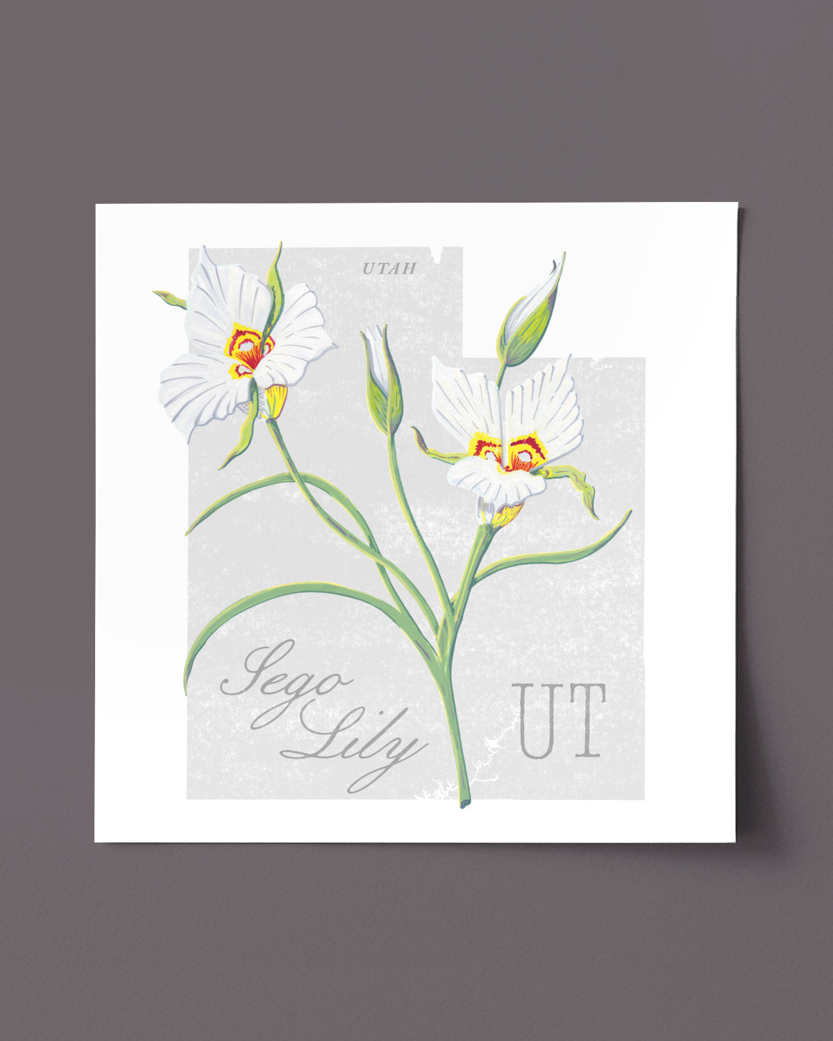 Utah (Sego Lily) state flower fine art print, classic botanical style on white background. Oak frame available.