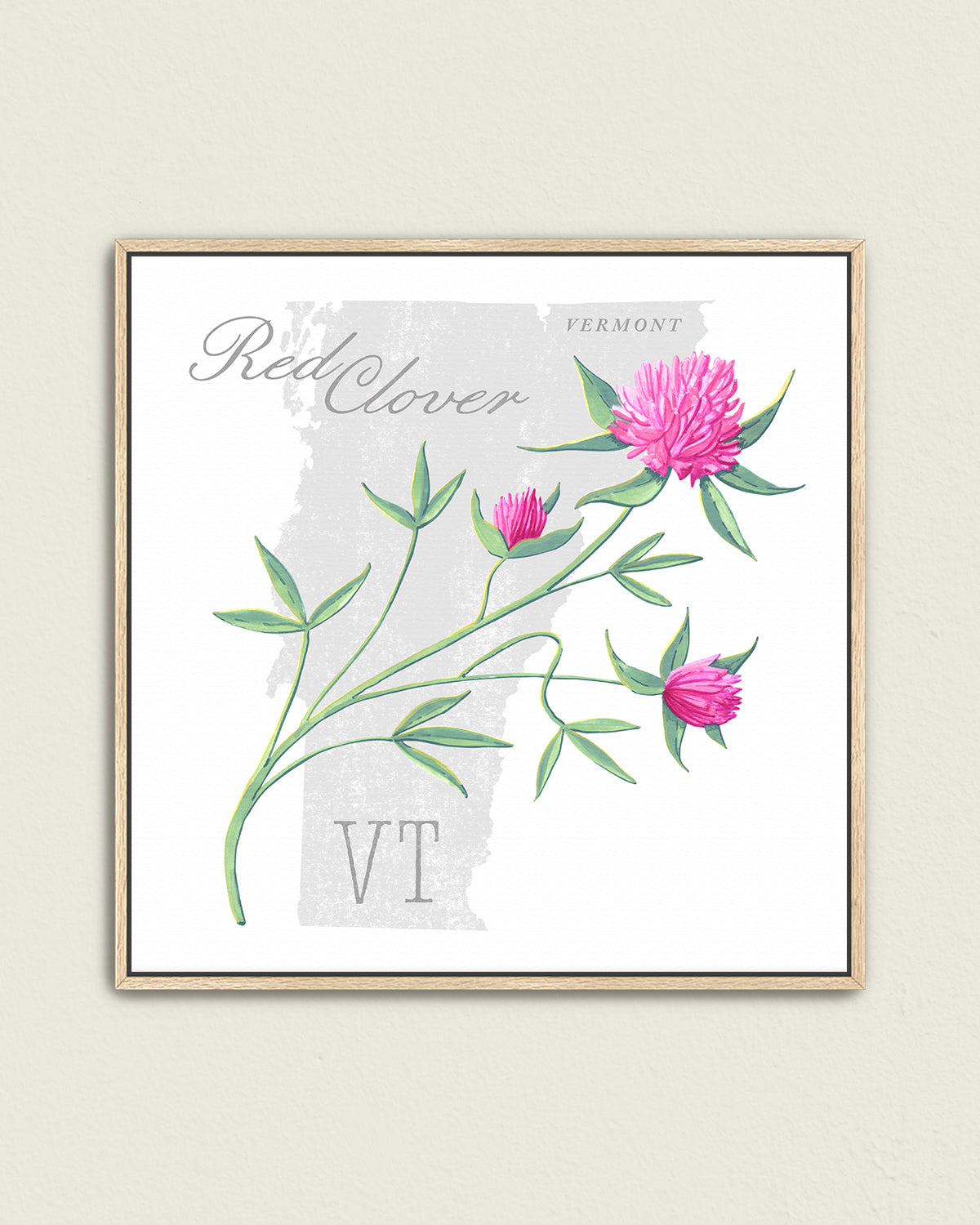 Vermont (Red Clover) state flower fine art print, classic botanical style on white background. Oak frame available.