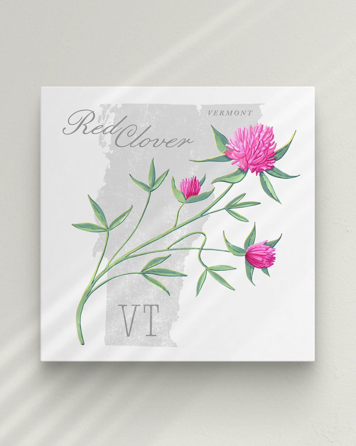 Vermont (Red Clover) state flower fine art print, classic botanical style on white background. Oak frame available.