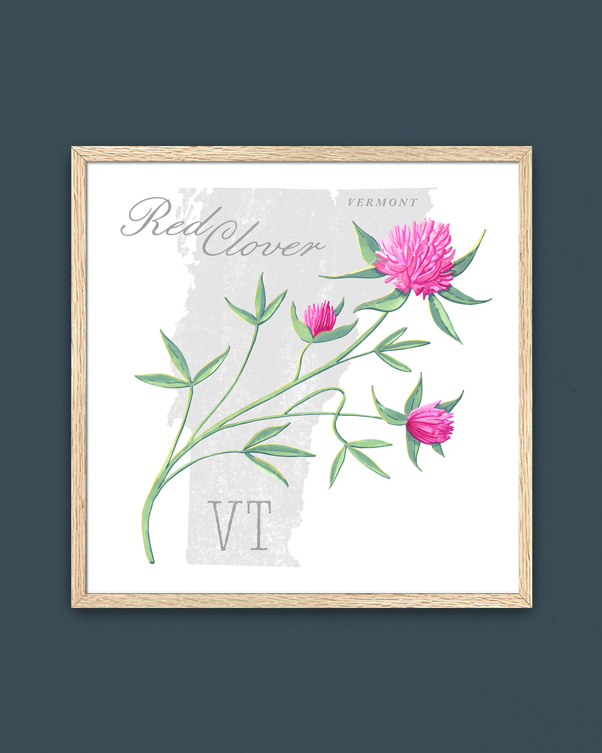 Vermont (Red Clover) state flower fine art print, classic botanical style on white background. Oak frame available.