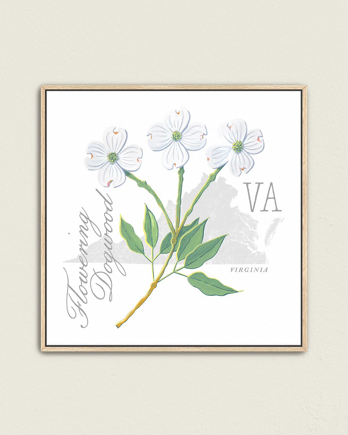 Virginia (Flowering Dogwood) state flower fine art print, classic botanical style on white background. Oak frame available.