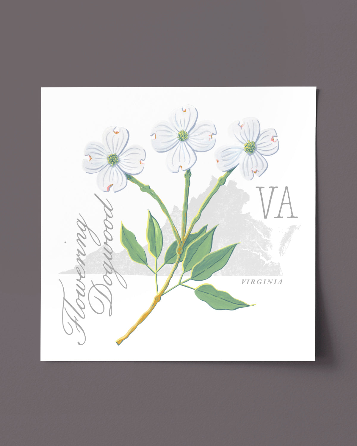 Virginia (Flowering Dogwood) state flower fine art print, classic botanical style on white background. Oak frame available.