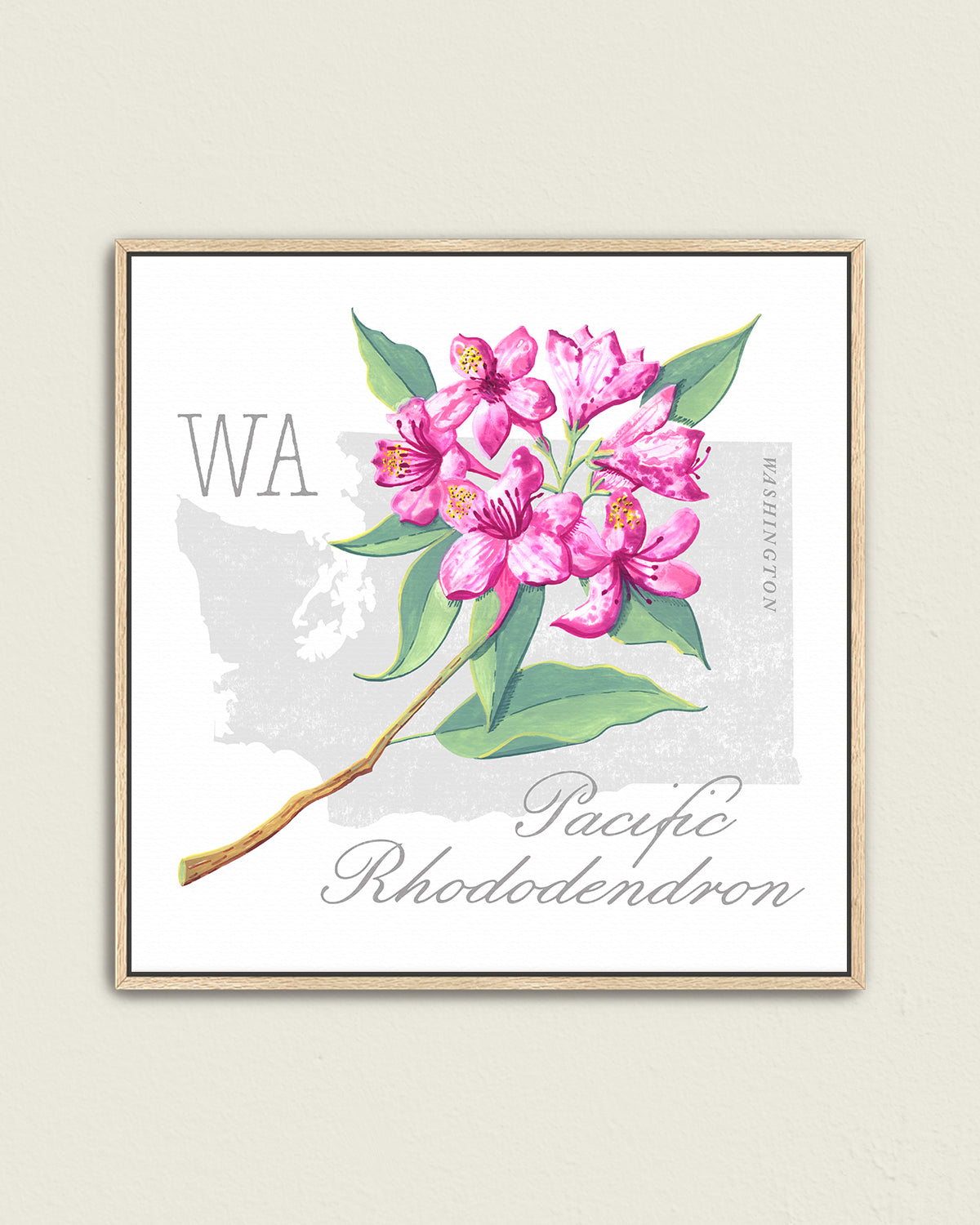 Washington (Pacific Rhododendron) state flower fine art print, classic botanical style on white background. Oak frame available.