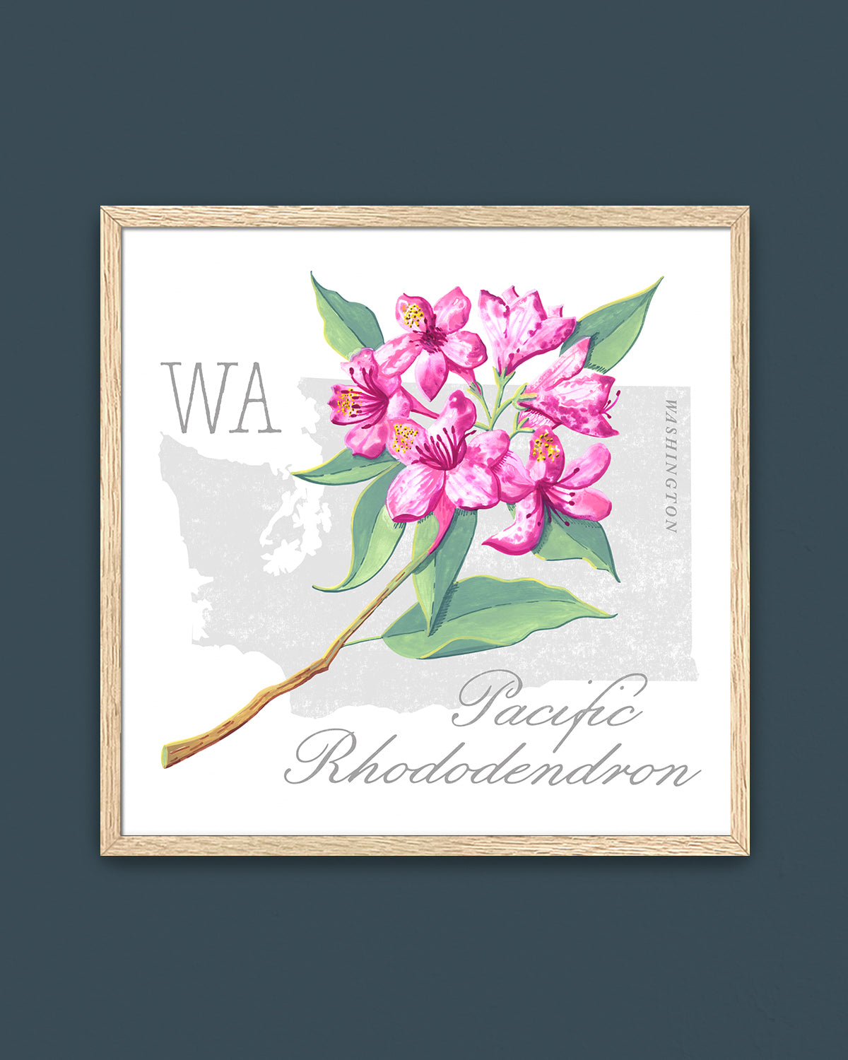 Washington (Pacific Rhododendron) state flower fine art print, classic botanical style on white background. Oak frame available.